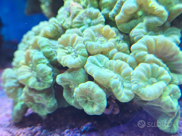 Talee Coralli Acquario Tropicale Marino