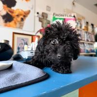 Maltipoo