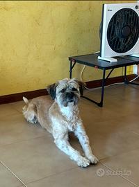 Adozioni ci cani