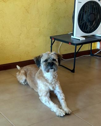 Adozioni ci cani