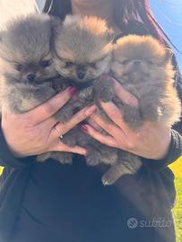 Spitz di pomerania nano