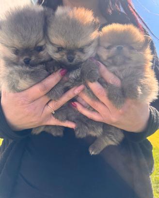 Spitz di pomerania nano