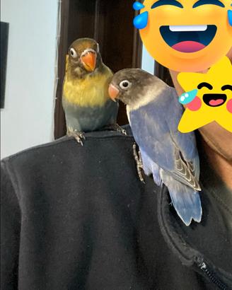 Inseparabile