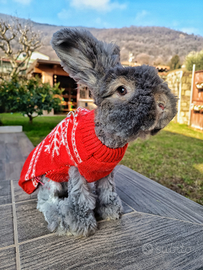 Coniglio angora inglese linea indonesiana