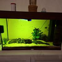 Acquario con pesci