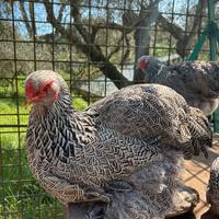 Brahma