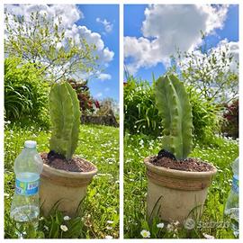 Caudex cactus piante fiori lotto