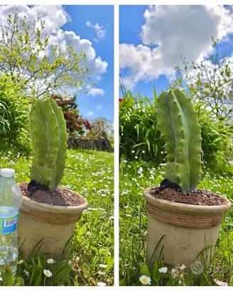 Caudex cactus piante fiori lotto