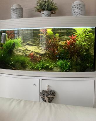 acquario