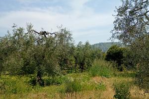 Terreno agricolo con uliveto di I classe