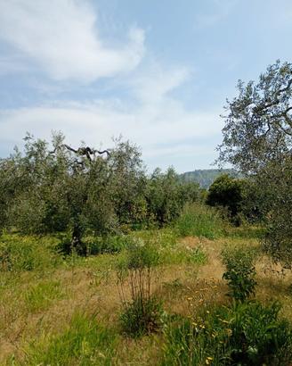 Terreno agricolo con uliveto di I classe
