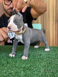 American pitbull terrier