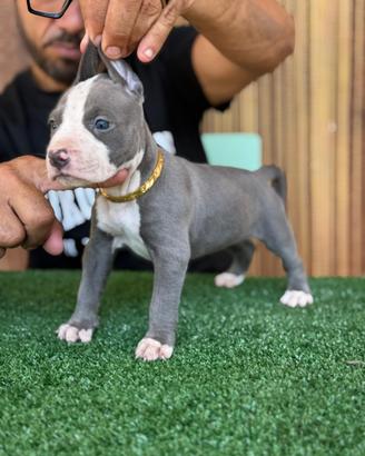 American pitbull terrier