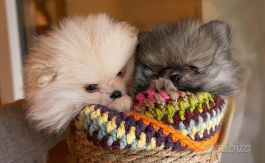 Spitz di Pomerania con pedigree