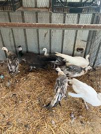 Coppie di Pavoni Giovani