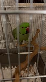 Pappagallo parrochetto dal collare
