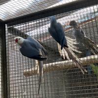 Parrocchetti ed altri pappagalli
