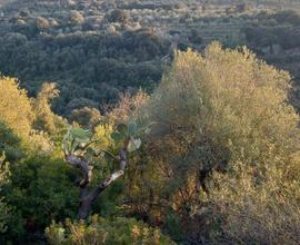 Terreno s'ena caddaris dorgali