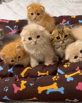 Scottish fold e straight