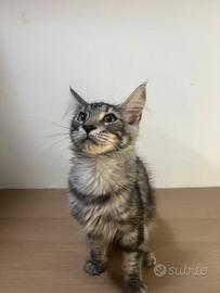 Maine Coon silver tabby Maschio