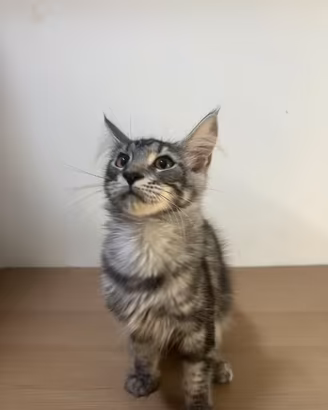 Maine Coon silver tabby Maschio