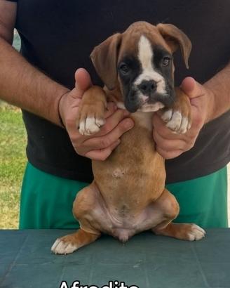 Cuccioli boxer da Riproduzione Selezionata