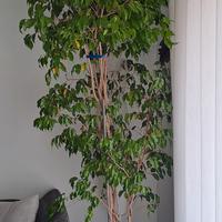 Ficus Benjamin