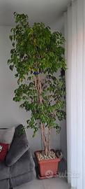 Ficus Benjamin