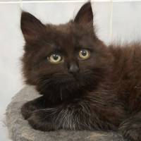 Gattina incrocio