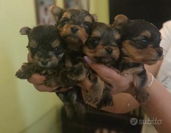 Yorkshire terrier Maschietti