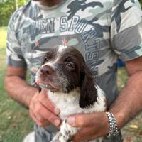Cuccioli Setter Inglese