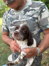 Cuccioli Setter Inglese