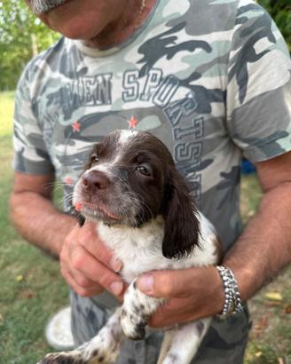 Cuccioli Setter Inglese