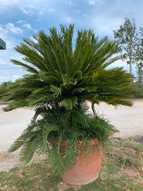 Cycas in vaso