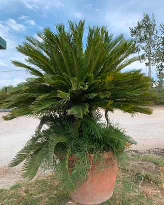 Cycas in vaso