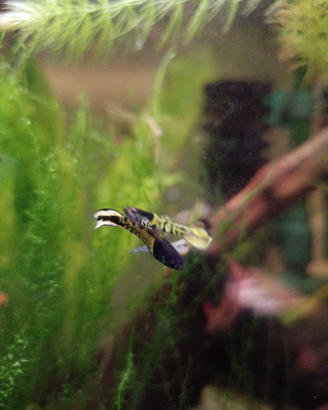 Scarti di endler tiger