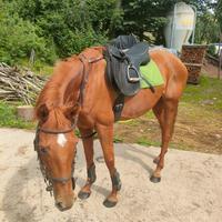 Cavallo purosangue inglese