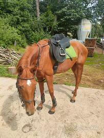 Cavallo purosangue inglese
