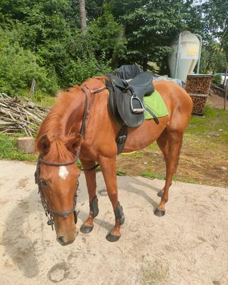Cavallo purosangue inglese