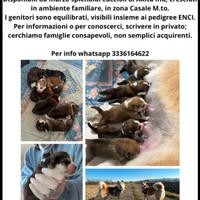 Cuccioli di Akita