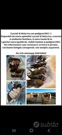 Cuccioli di Akita