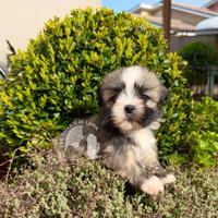 Barboncino. Maltipoo. No Lhasa Apso