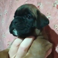 Boxer cuccioli