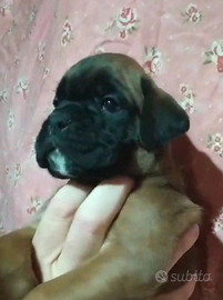 Boxer cuccioli