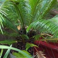 CYCAS