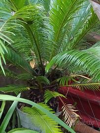 CYCAS