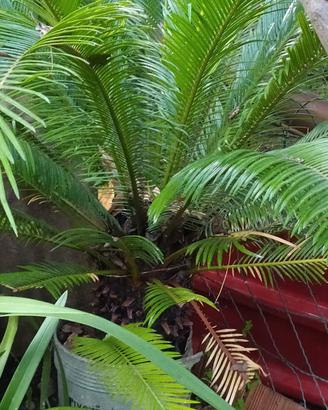 CYCAS