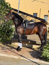 Andaluso