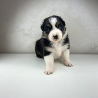 Cuccioli pastore australiano