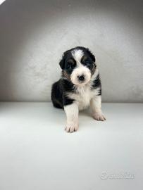 Cuccioli pastore australiano